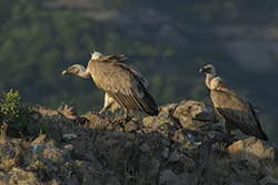 Griffon Vulture (Gyps fulvus)
