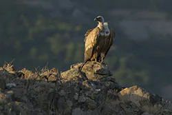 Griffon Vulture (Gyps fulvus)