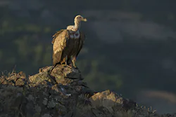 Griffon Vulture (Gyps fulvus)