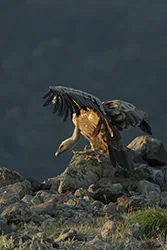 Griffon Vulture (Gyps fulvus)
