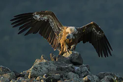 Sęp płowy (Gyps fulvus)