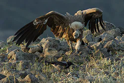 Griffon Vulture (Gyps fulvus)