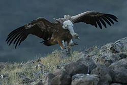 Griffon Vulture (Gyps fulvus)