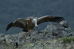 Griffon Vulture (Gyps fulvus)