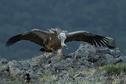 Griffon Vulture (Gyps fulvus)