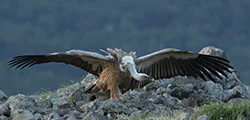 Griffon Vulture (Gyps fulvus)