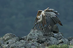 Griffon Vulture (Gyps fulvus)