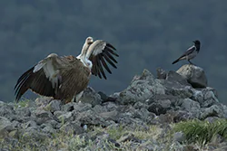 Griffon Vulture (Gyps fulvus)