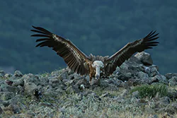 Griffon Vulture (Gyps fulvus)