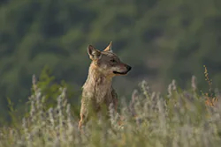 Wolf  (Canis lupus)
