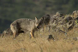 Wolf  (Canis lupus)