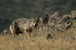 Wilk (Canis lupus)
