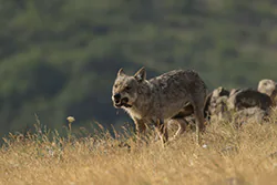 Wolf  (Canis lupus)