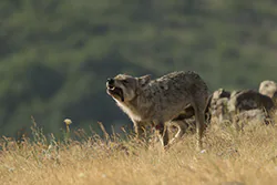 Wolf  (Canis lupus)