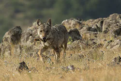 Wilk (Canis lupus)