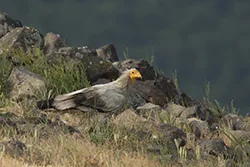 Egyptian Vulture (Neophron percnopterus)