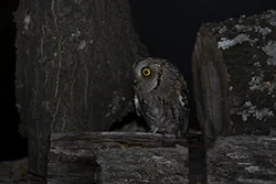 Syczek (Otus scops)