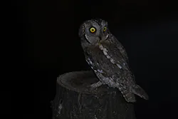 Syczek (Otus scops)