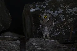 Syczek (Otus scops)