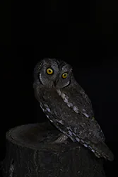Syczek (Otus scops)