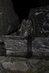 Syczek (Otus scops)