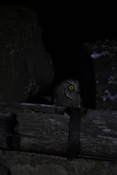 Syczek (Otus scops)