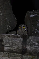Syczek (Otus scops)