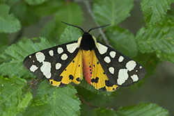 Niedźwiedziówka włodarka (Arctia villica)
