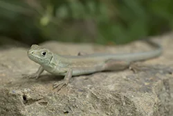 Darevskia praticola (Darevskia praticola)