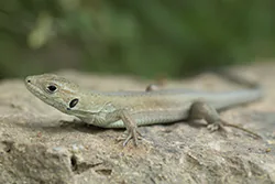 Darevskia praticola (Darevskia praticola)
