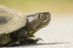 European pond turtle (Emys orbicularis)