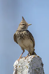 Crested Lark (Galerida cristata)