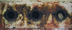 Pójdźka (Athene noctua)