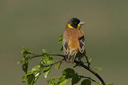 Trznadel czarnogłowy (Granativora melanocephala)