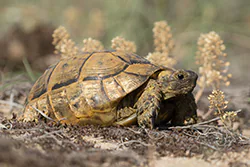 Żółw grecki (Testudo hermanni)