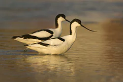 Pied Avocet (Recurvirostra avosetta)