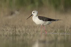 Black-winged Stilt (Himantopus himantopus)