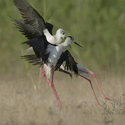 Szczudłak (Himantopus himantopus)