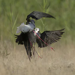 Black-winged Stilt (Himantopus himantopus)