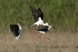 Black-winged Stilt (Himantopus himantopus)