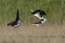 Black-winged Stilt (Himantopus himantopus)