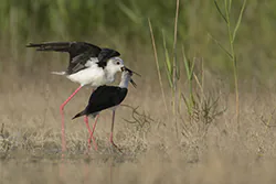 Black-winged Stilt (Himantopus himantopus)