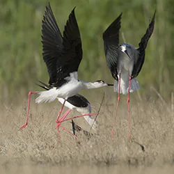 Szczudłak (Himantopus himantopus)