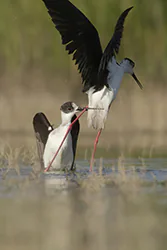Black-winged Stilt (Himantopus himantopus)