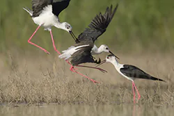 Black-winged Stilt (Himantopus himantopus)