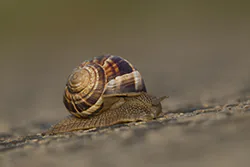 Helix lucorum (Helix lucorum)