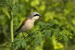 Gąsiorek (Lanius collurio)