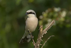 Red-backed Shrike (Lanius collurio)