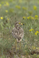 Stone Curlew (Burhinus oedicnemus)