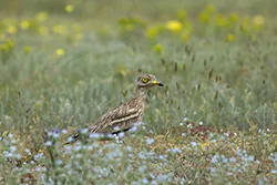 Stone Curlew (Burhinus oedicnemus)